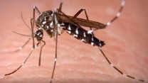 Preventing the effects of ZIKA on Maternal and Child Health